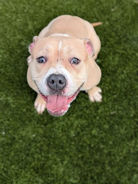 MARGO, Adoptable, Young Female Pit Bull Terrier.