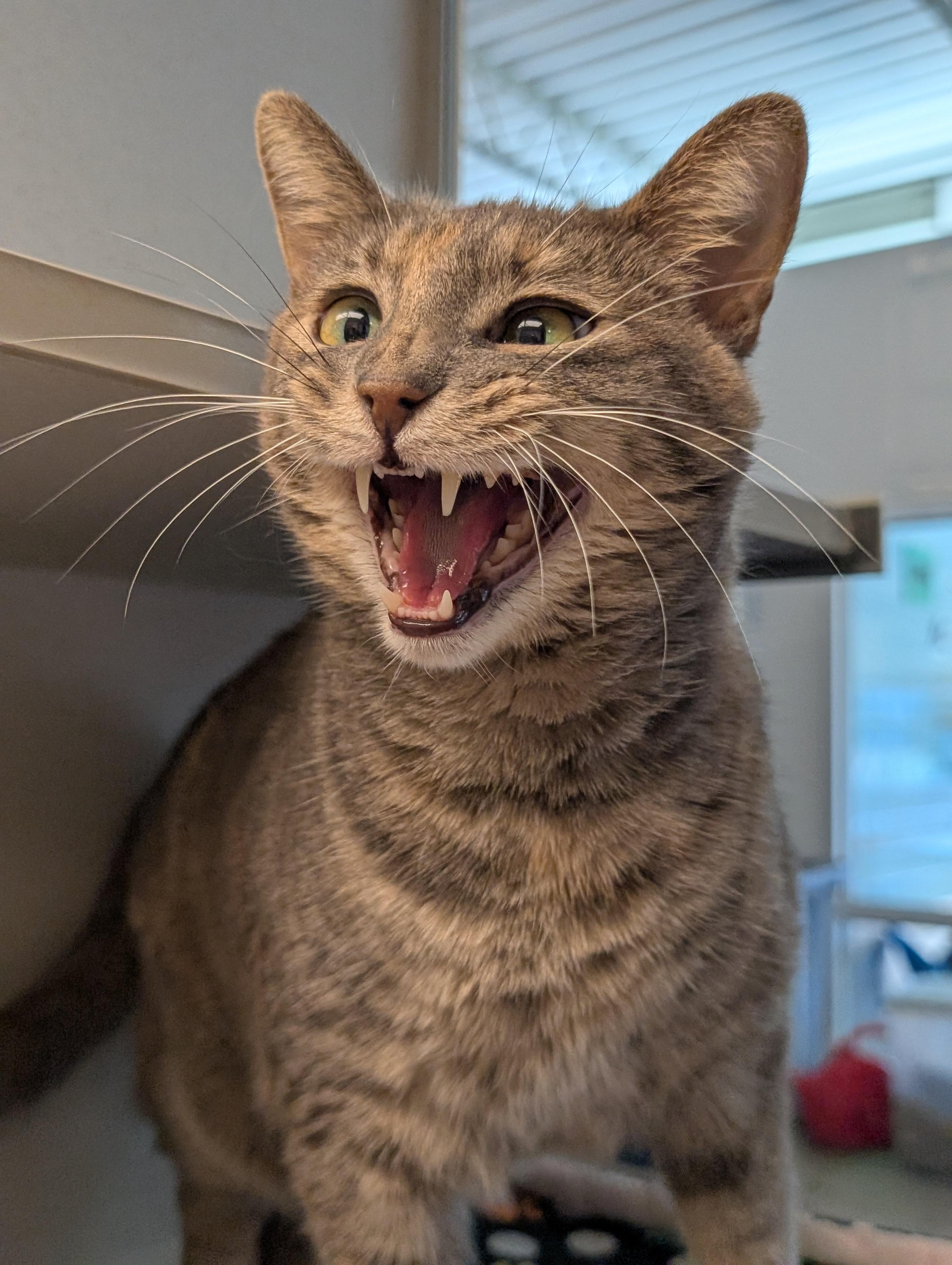 Marty, a Adoptable Domestic Short Hair in Cedar Rapids, IA image 1/2
