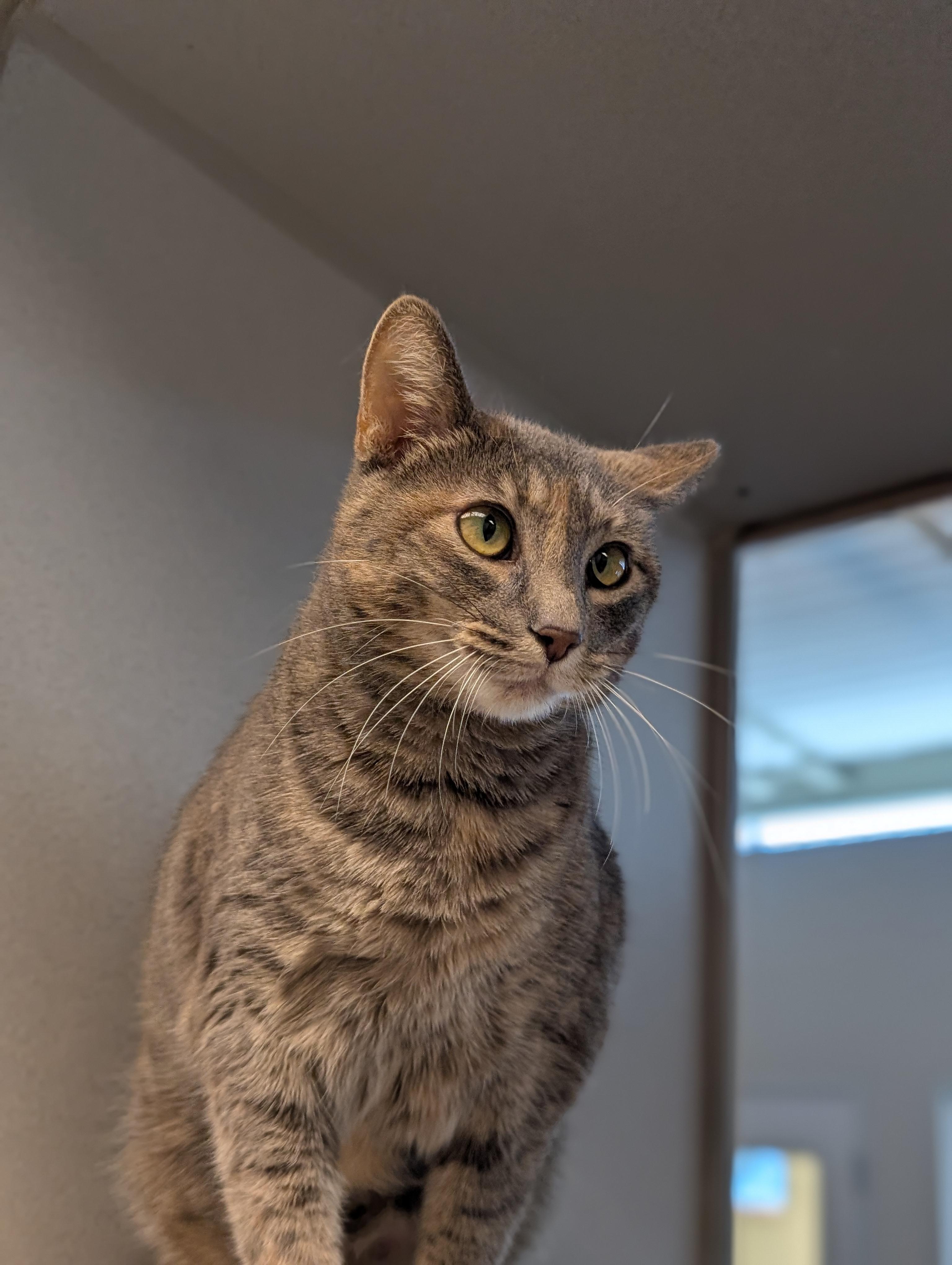 Marty, a Adoptable Domestic Short Hair in Cedar Rapids, IA image 2/2