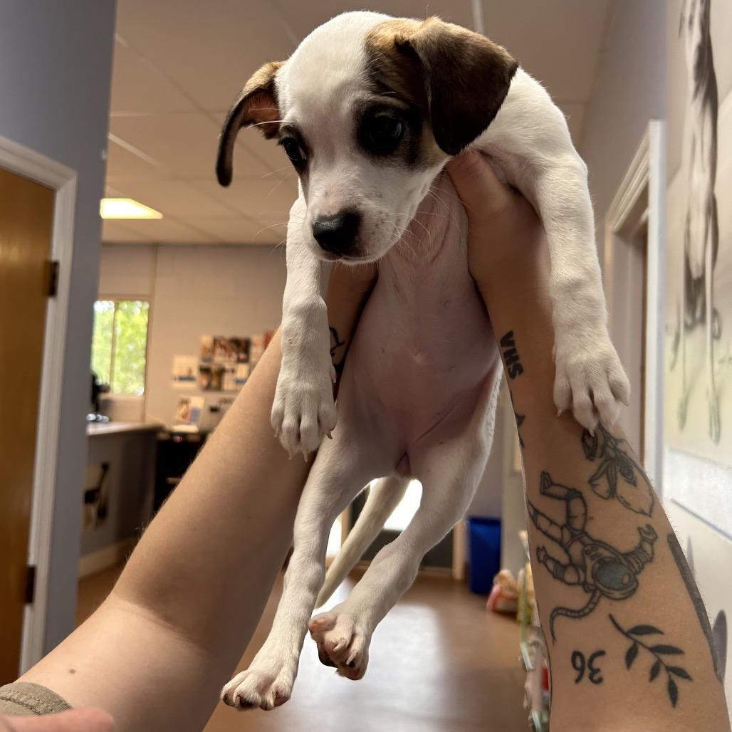 Piper, Adoptable, Puppy Female Mixed Breed.