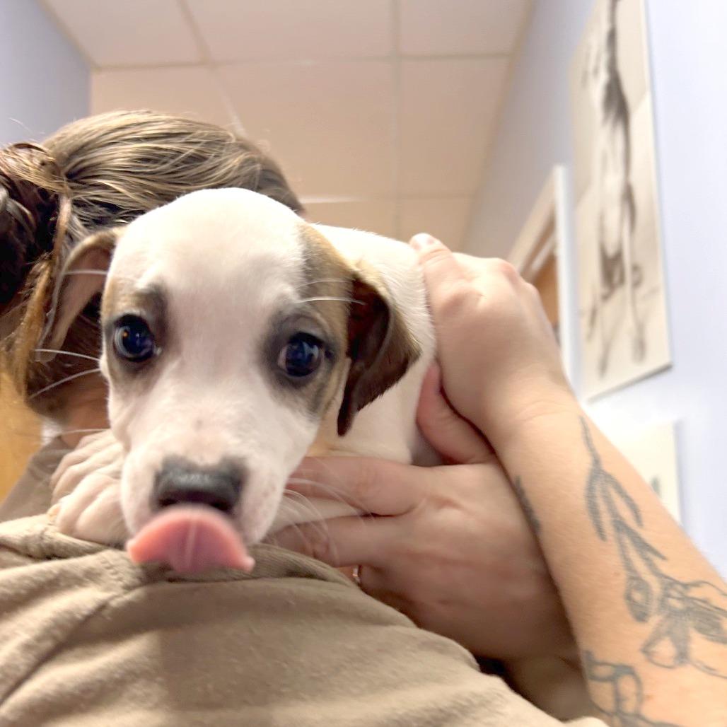 Piper, a Adoptable Mixed Breed in Hendersonville, NC image 3/5