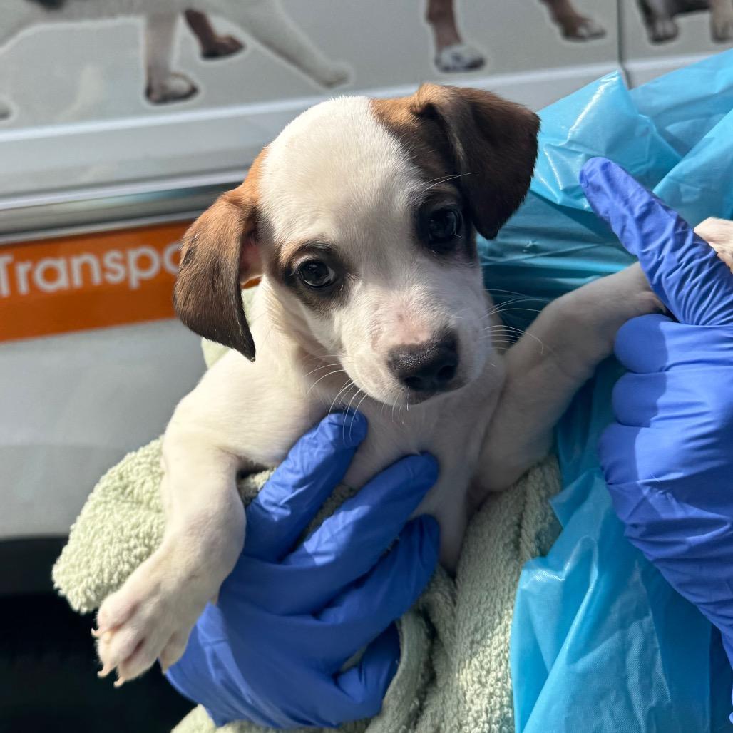 Piper, a Adoptable Mixed Breed in Hendersonville, NC image 4/5