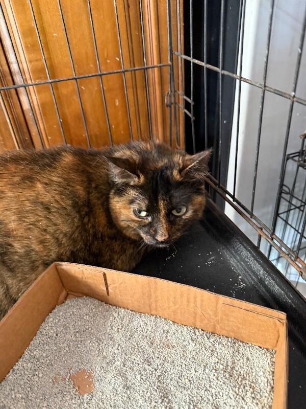 Reese, Adoptable, Adult Female Domestic Short Hair.