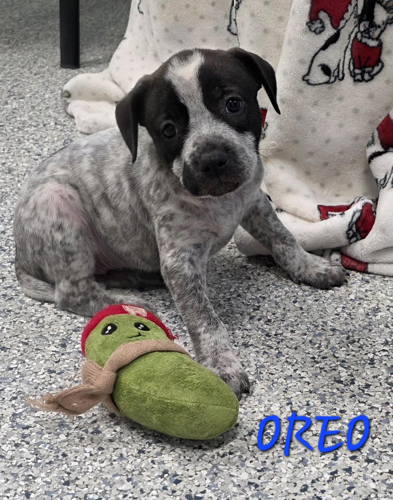 Oreo, ADOPTABLE, Puppy Female Cattle Dog.