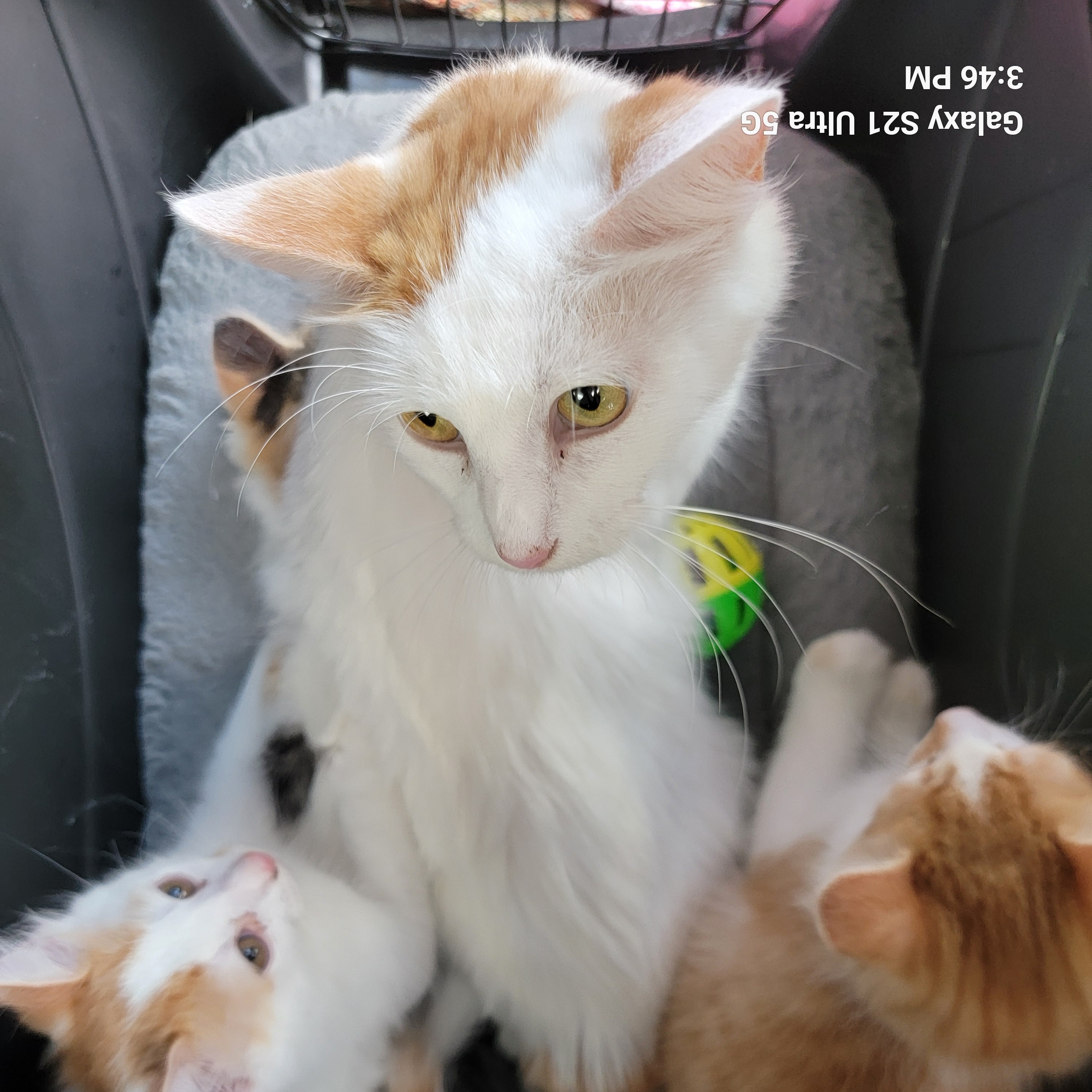Maddie, a Adoptable Domestic Medium Hair in Spring, TX image 1/5