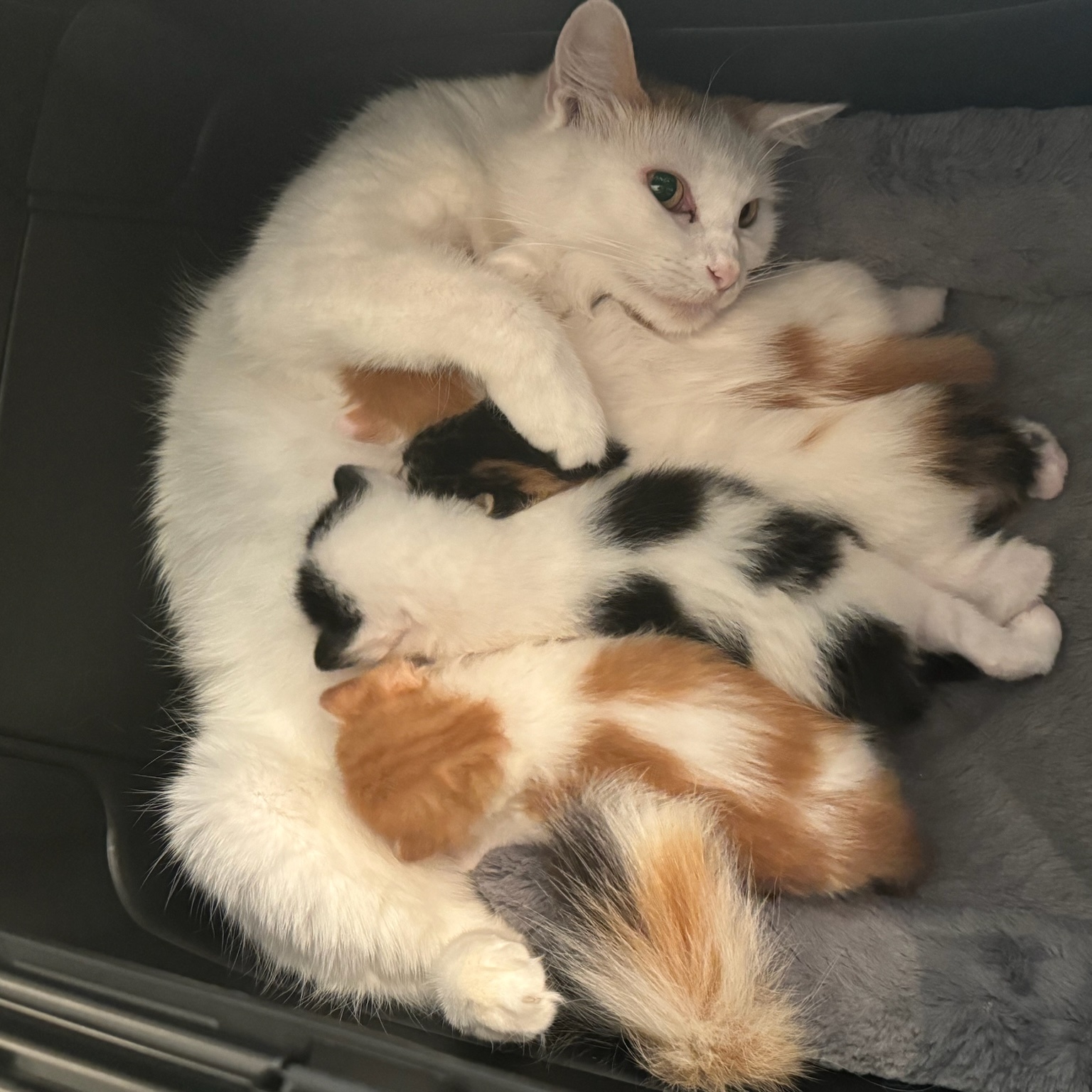 Maddie, a Adoptable Domestic Medium Hair in Spring, TX image 5/5