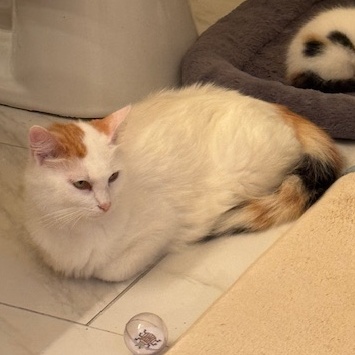 Maddie, a Adoptable Domestic Medium Hair in Spring, TX image 3/5