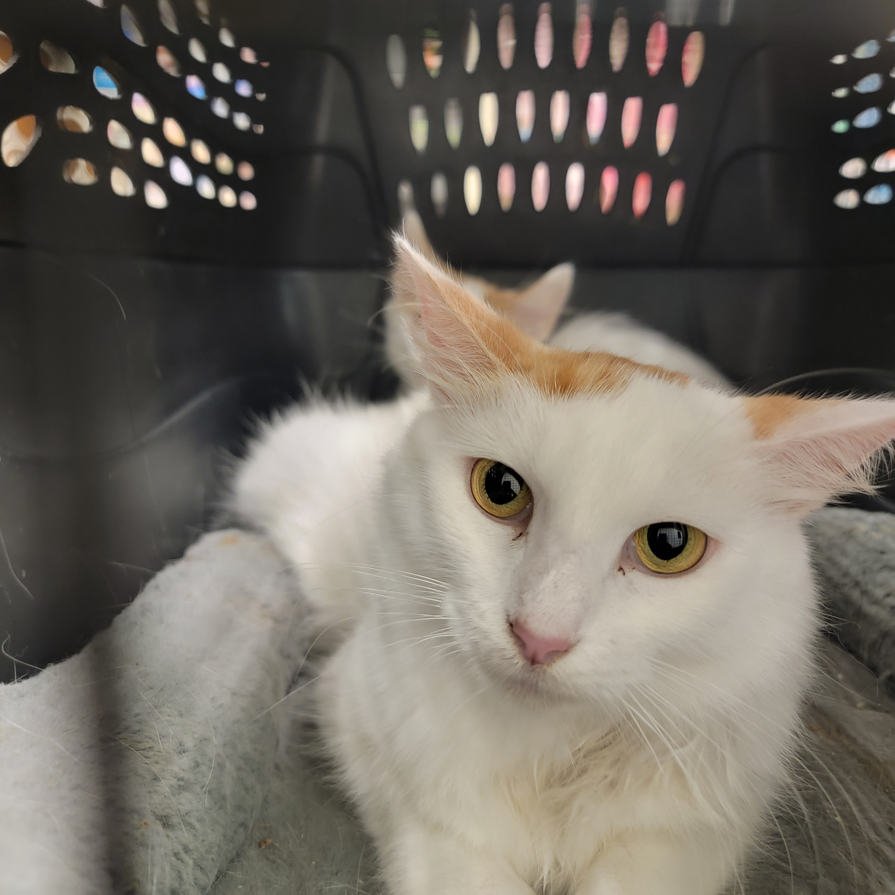 Maddie, a Adoptable Domestic Medium Hair in Spring, TX image 2/5