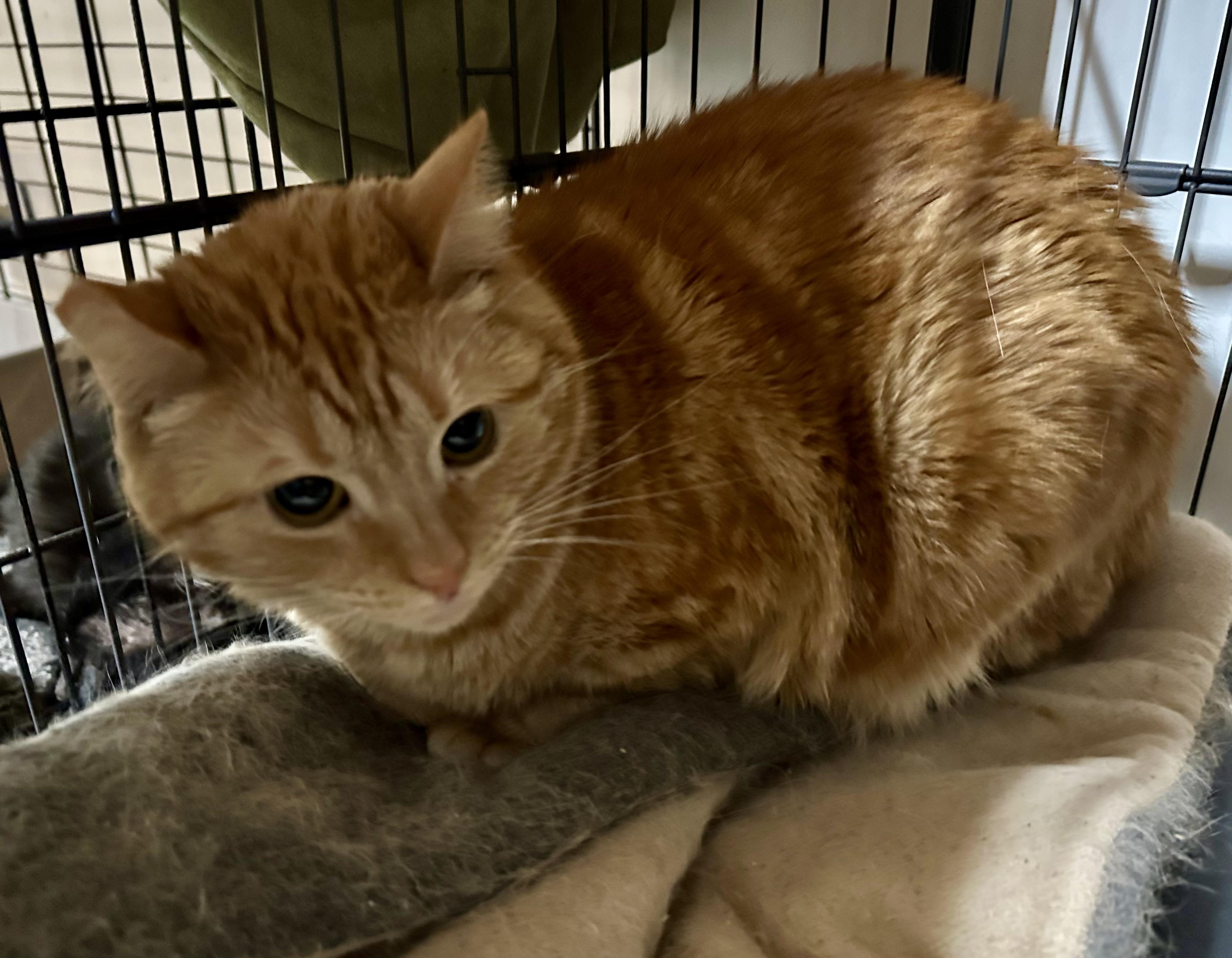 Enlarge Sherbet and Sorbet, a Adoptable Domestic Medium Hair in Selah, WA image 5/6