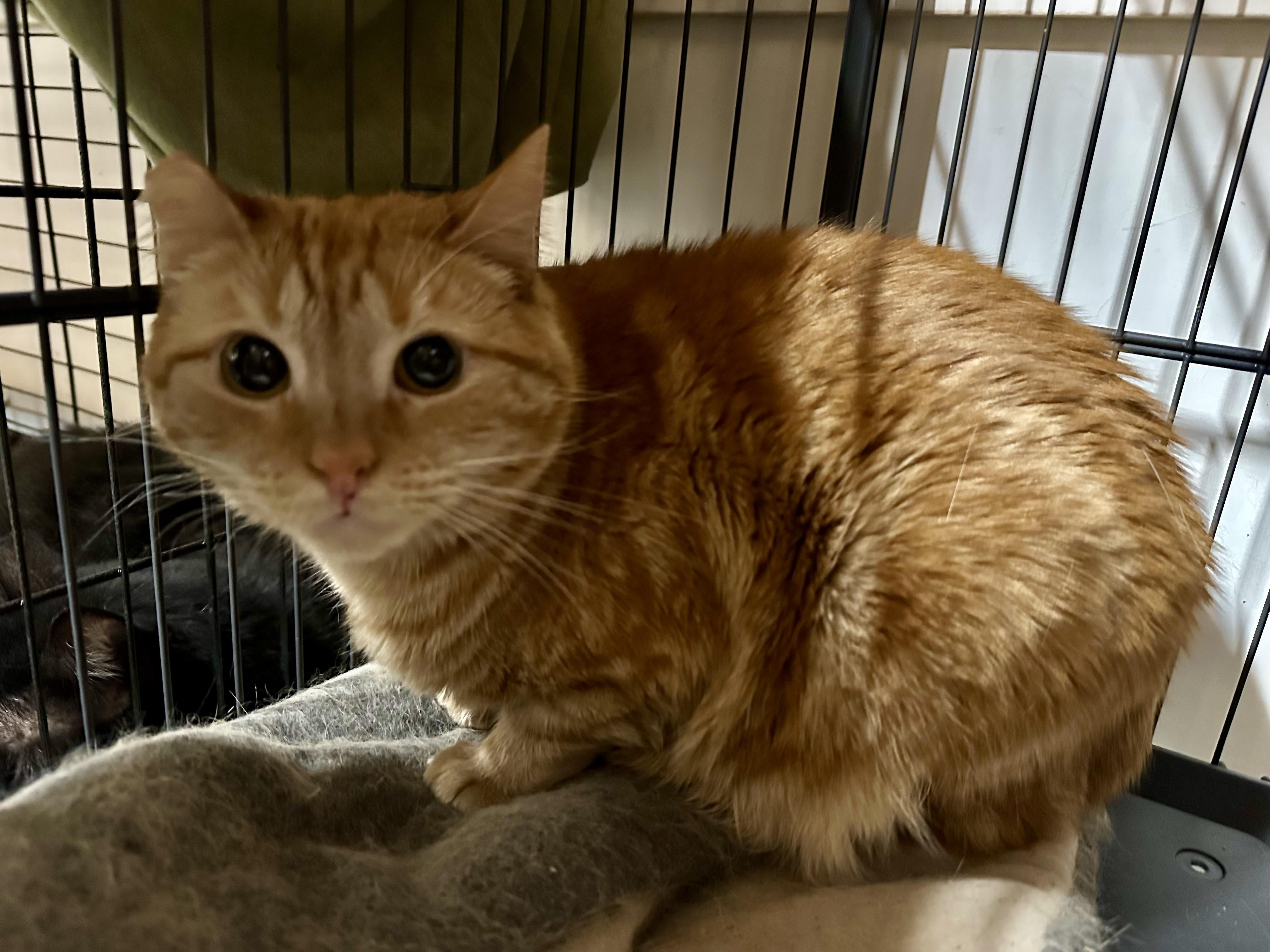 Enlarge Sherbet and Sorbet, a Adoptable Domestic Medium Hair in Selah, WA image 6/6