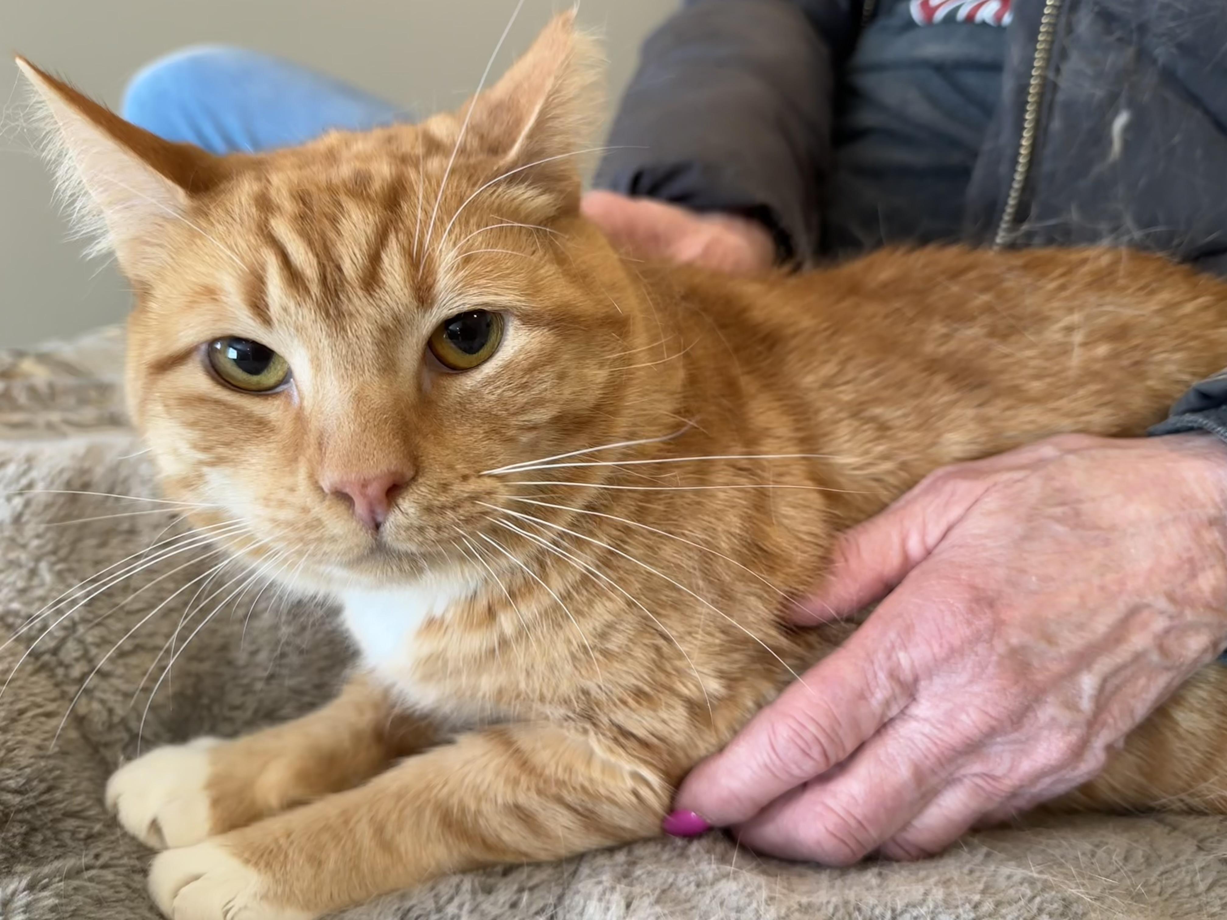 Enlarge Sherbet and Sorbet, a Adoptable Domestic Medium Hair in Selah, WA image 3/6