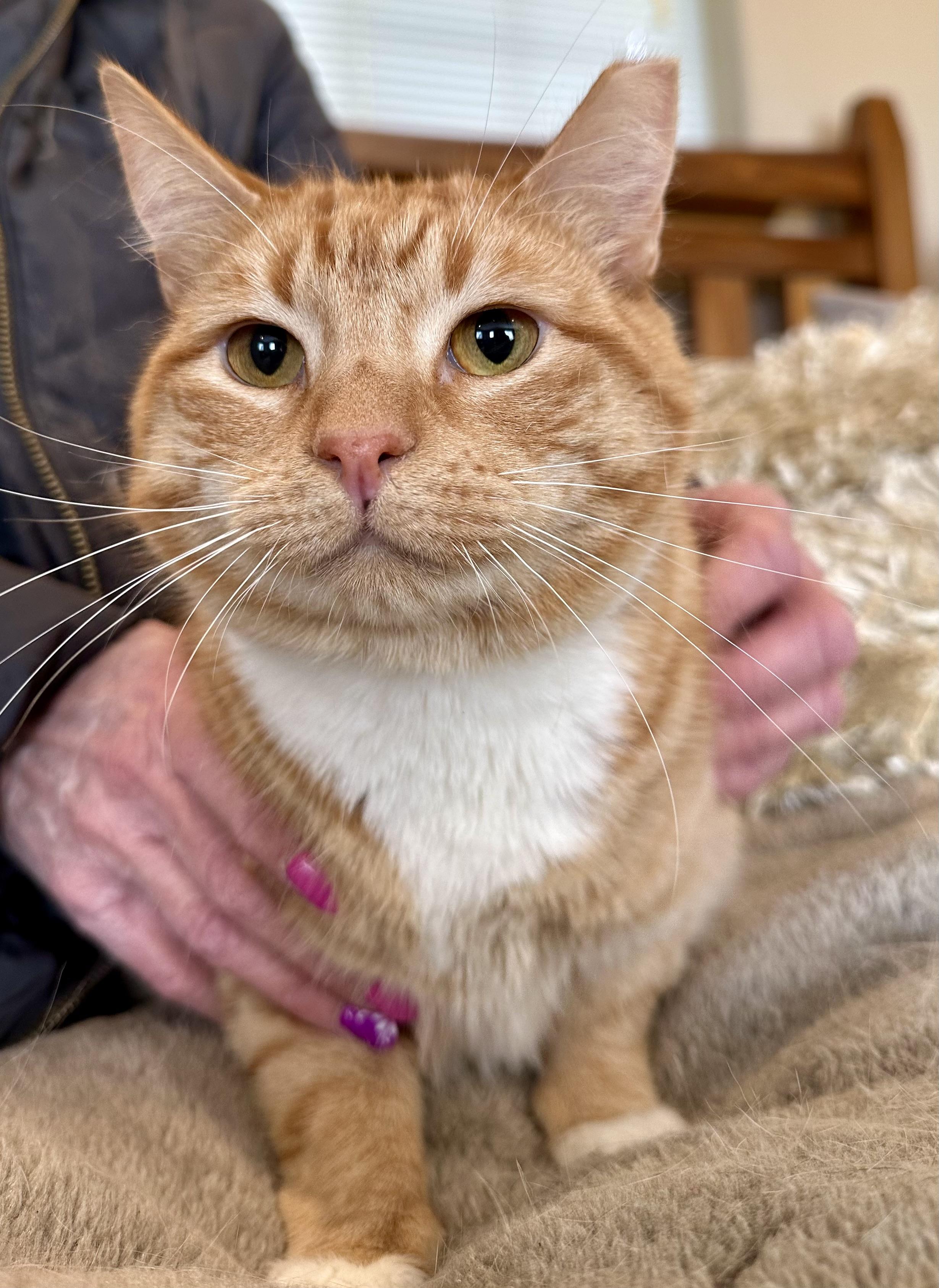 Enlarge Sherbet and Sorbet, a Adoptable Domestic Medium Hair in Selah, WA image 1/6