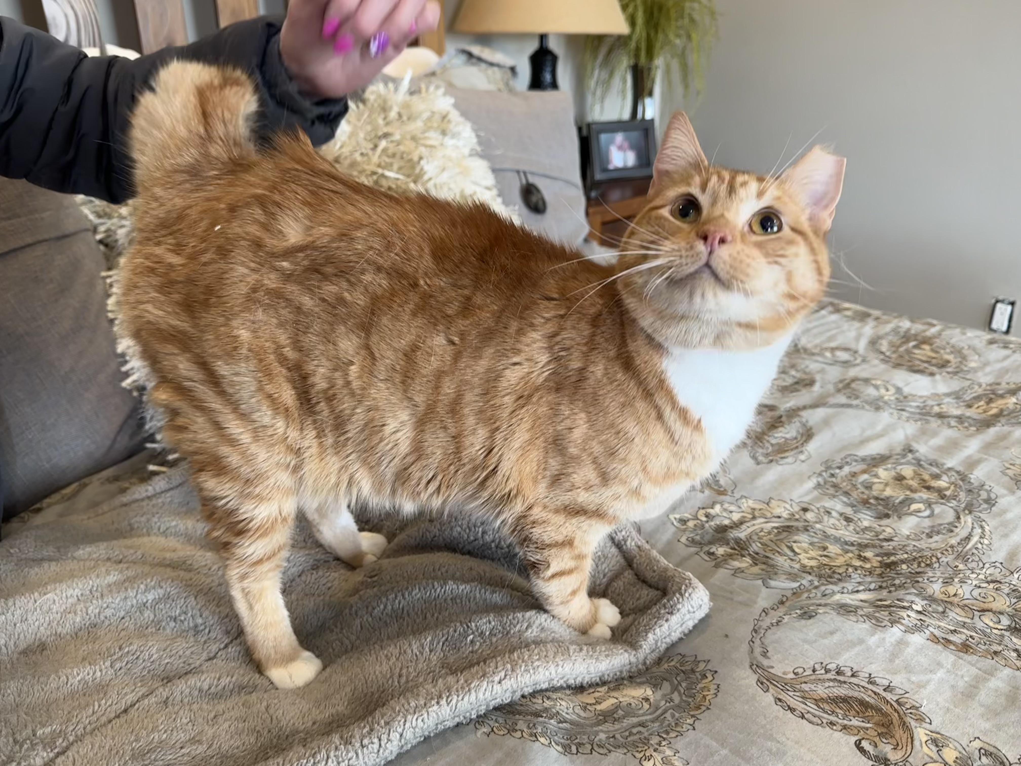 Sherbet and Sorbet, Adult Male Domestic Medium Hair