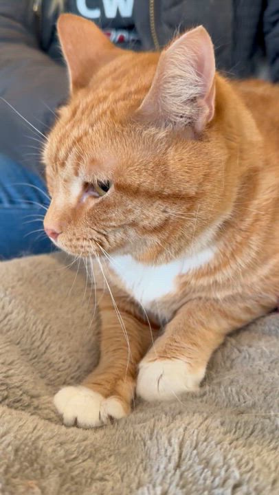 Enlarge Sherbet and Sorbet, a Adoptable Domestic Medium Hair in Selah, WA video 4/6