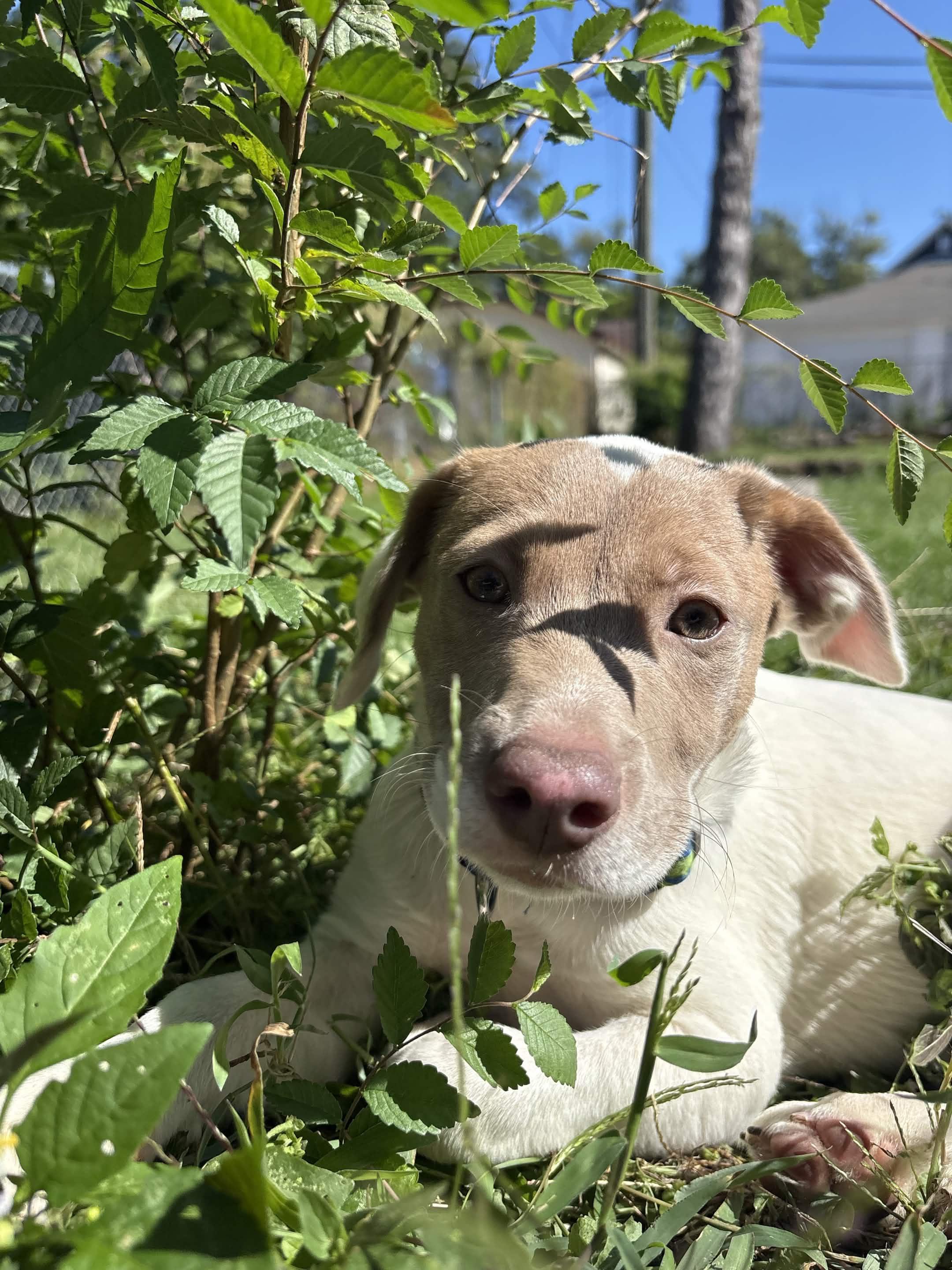 Enlarge Ariel, a Adoptable Mixed Breed in Tinley Park, IL image 2/6