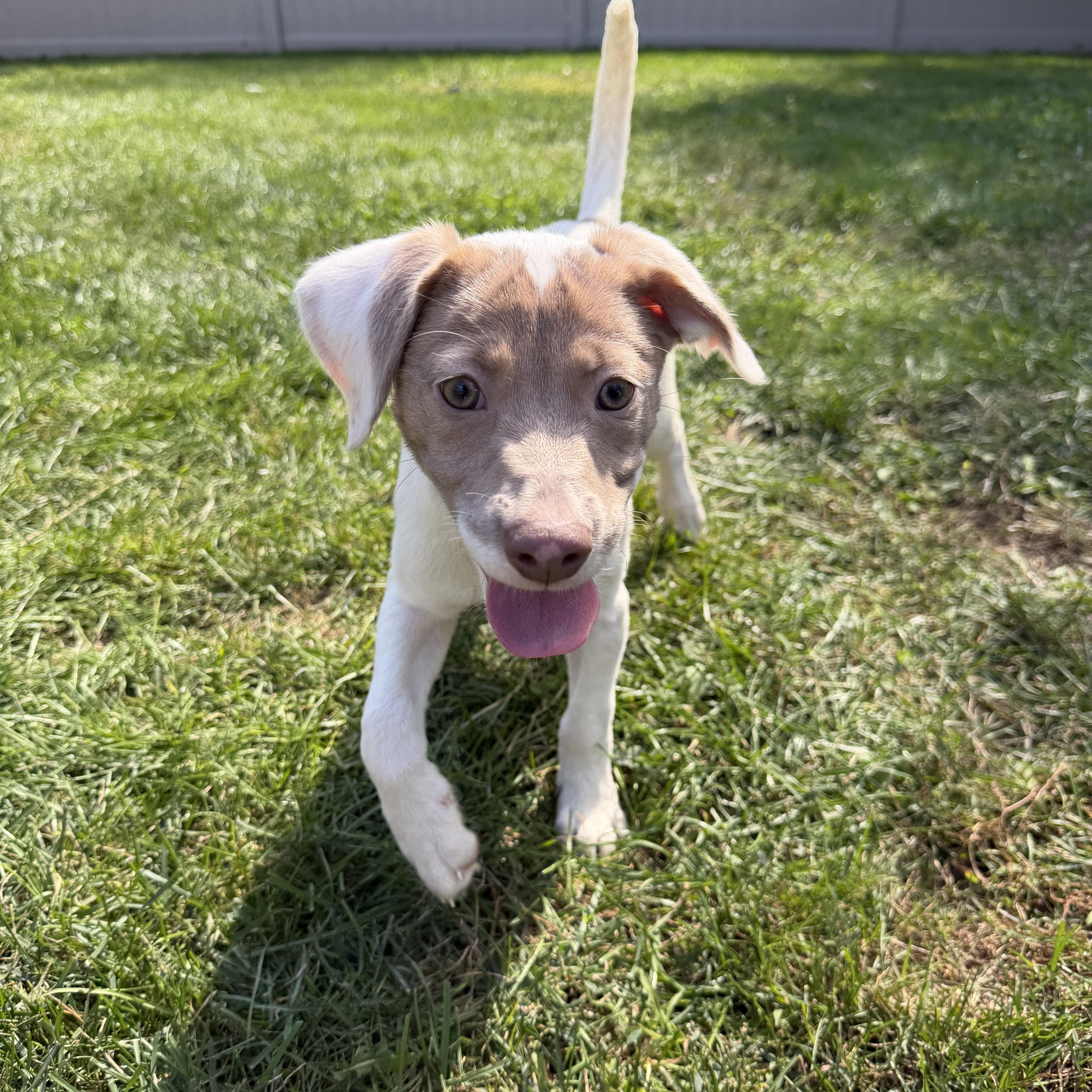 Ariel, Adoptable, Puppy Female Mixed Breed.