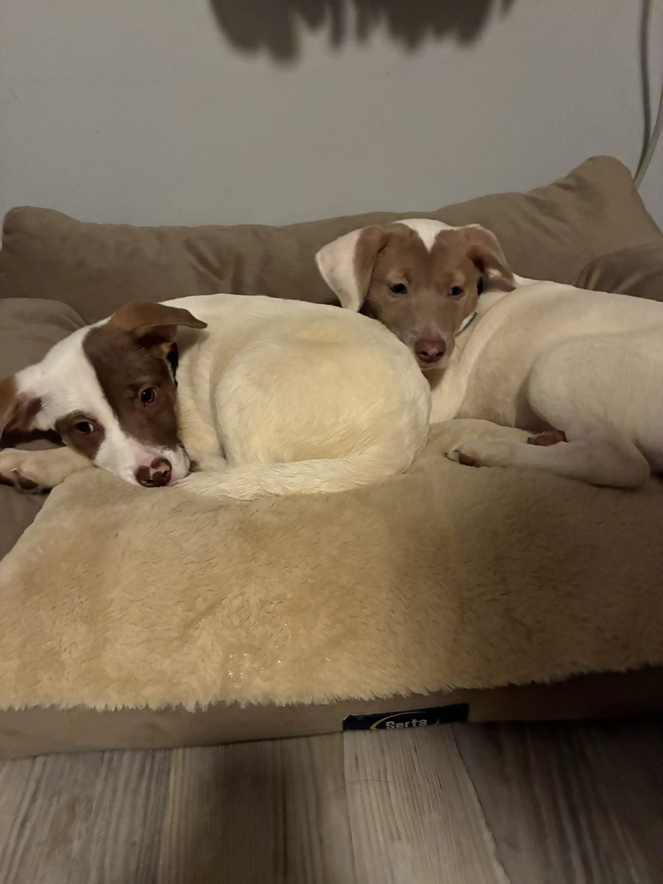 Enlarge Ariel, a Adoptable Mixed Breed in Tinley Park, IL image 4/6