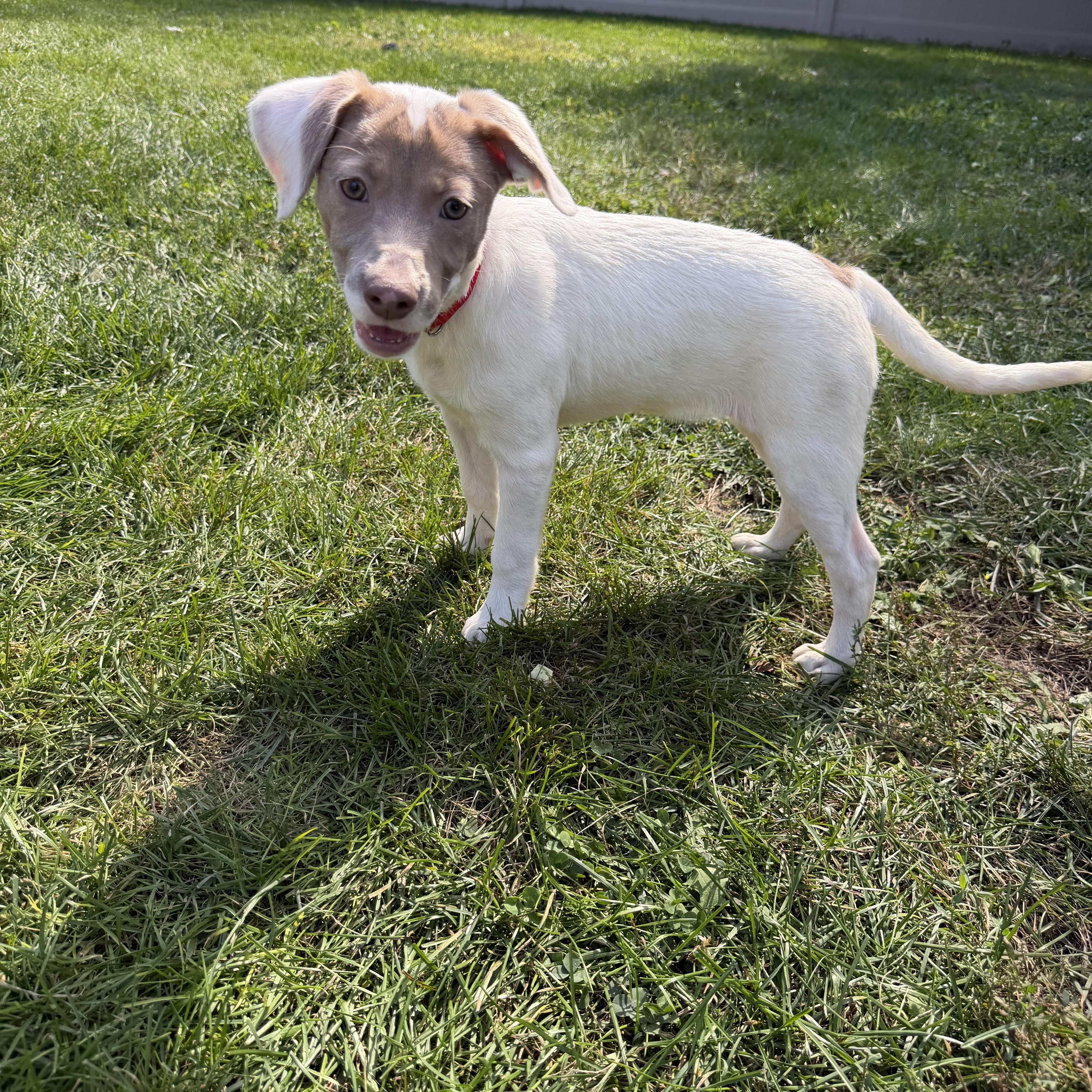 Enlarge Ariel, a Adoptable Mixed Breed in Tinley Park, IL image 5/6