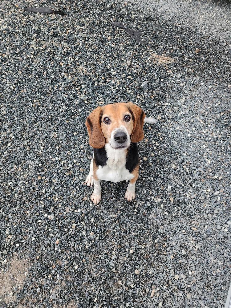 Enlarge Ollie, a Adoptable Beagle in Trenton, ME image 1/1