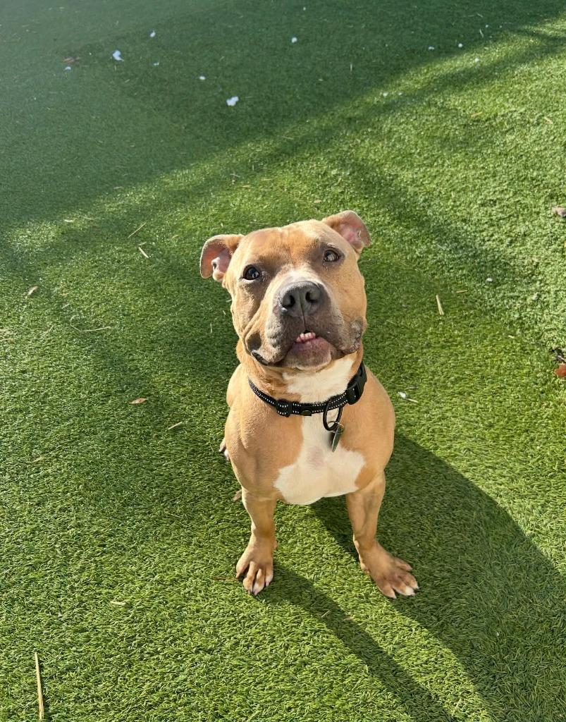 Enlarge Bernie, a Adoptable mixed breed in Detroit, MI image 1/1