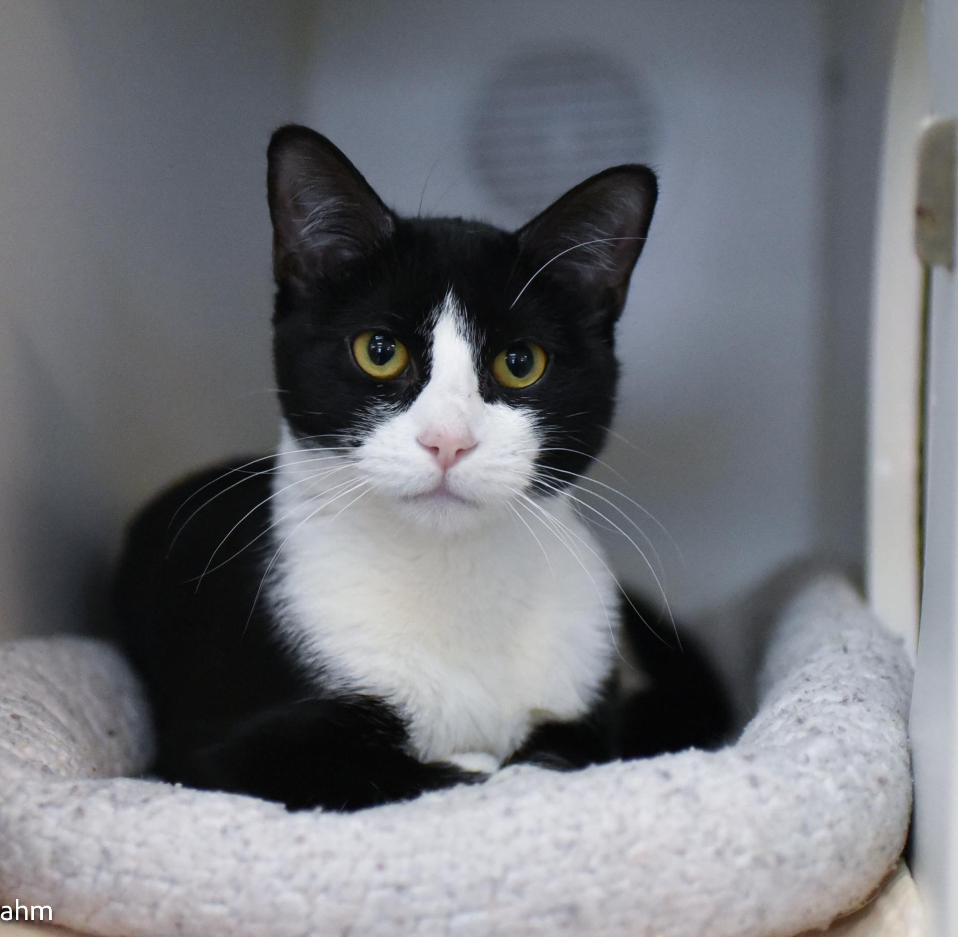 Emma , an adopted Domestic Short Hair in Fairfax, VA image 2/5