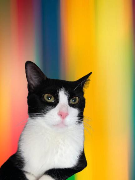 Emma , an adopted Domestic Short Hair in Fairfax, VA image 1/5