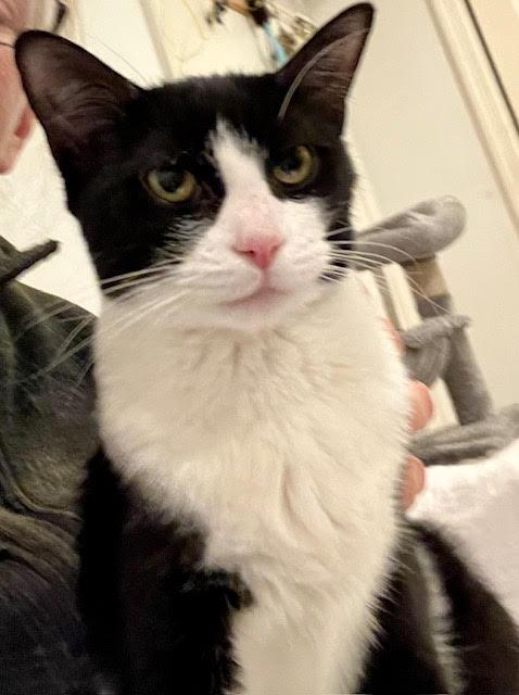 Emma , an adopted Domestic Short Hair in Fairfax, VA image 4/5