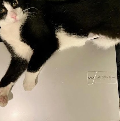 Emma , an adopted Domestic Short Hair in Fairfax, VA image 5/5