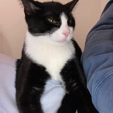 Emma , an adopted Domestic Short Hair in Fairfax, VA image 3/5