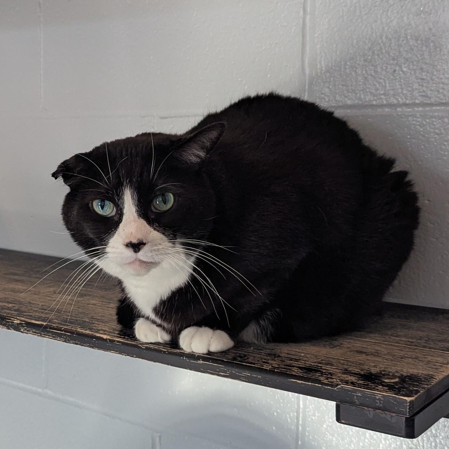 George, ADOPTABLE, Adult Male Domestic Short Hair.