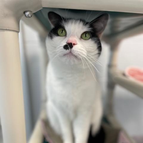 Enlarge Milton, a ADOPTABLE Domestic Short Hair in Stafford, VA image 1/1
