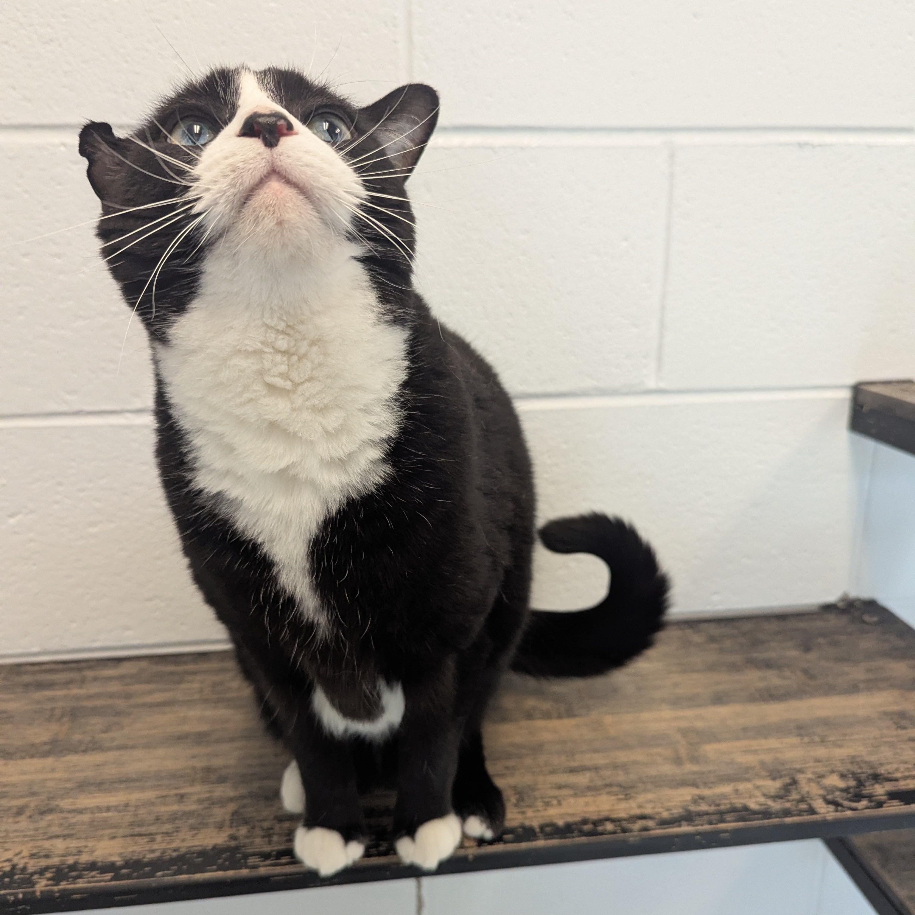 George, a ADOPTABLE Domestic Short Hair in Stafford, VA image 2/3