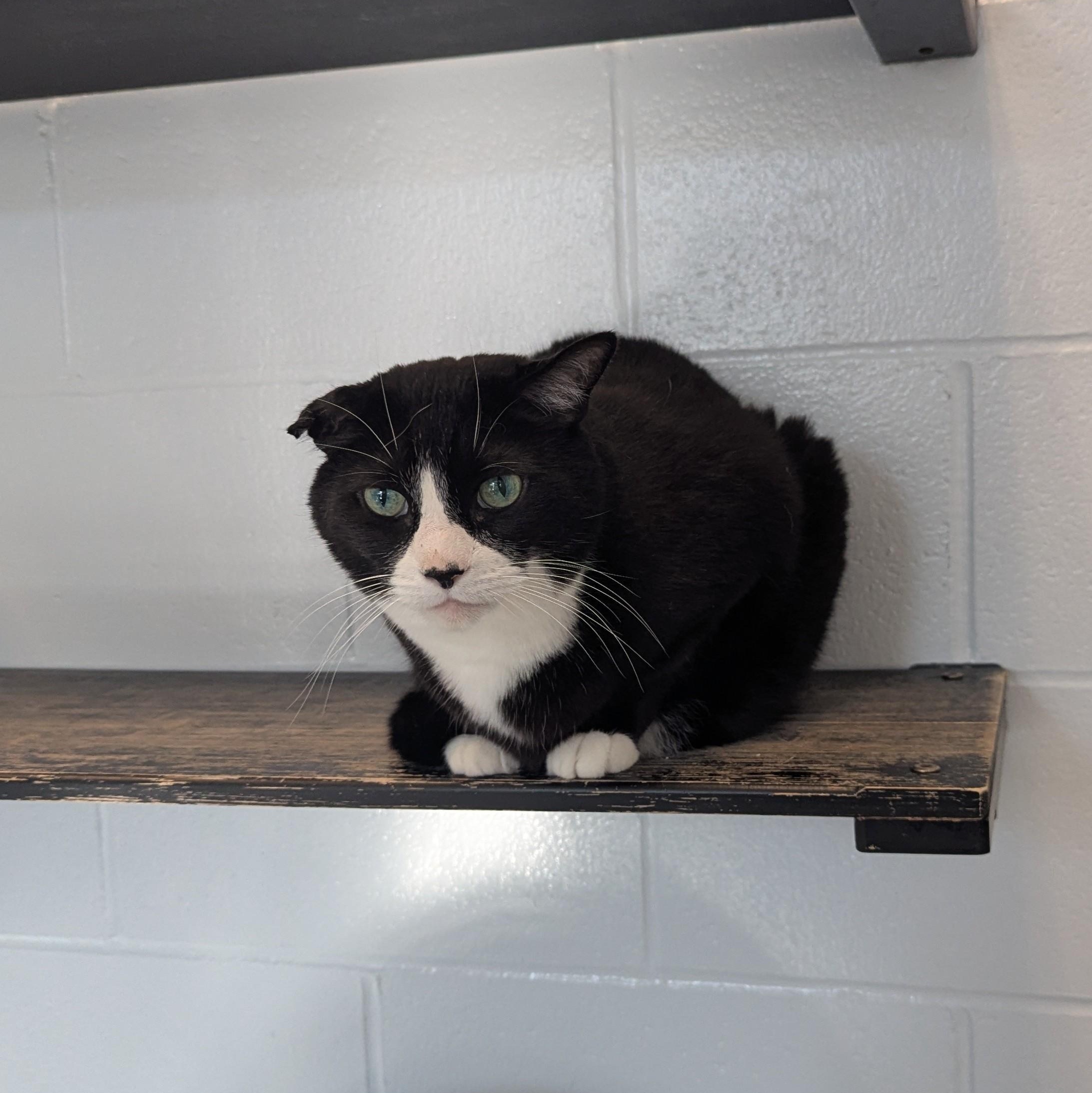 George, a ADOPTABLE Domestic Short Hair in Stafford, VA image 3/3