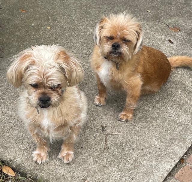Newton and Niblick, Adoptable, Adult Male Brussels Griffon & Cairn Terrier.