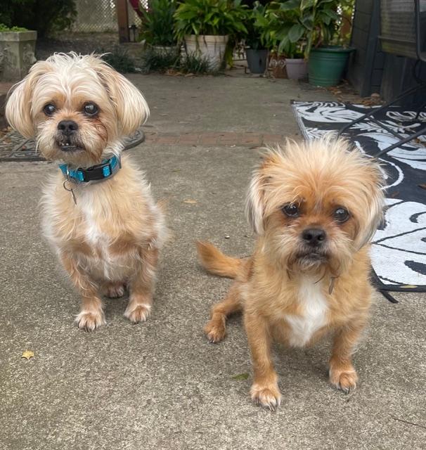 Newton and Niblick, a Adoptable mixed breed in Irmo, SC image 2/3
