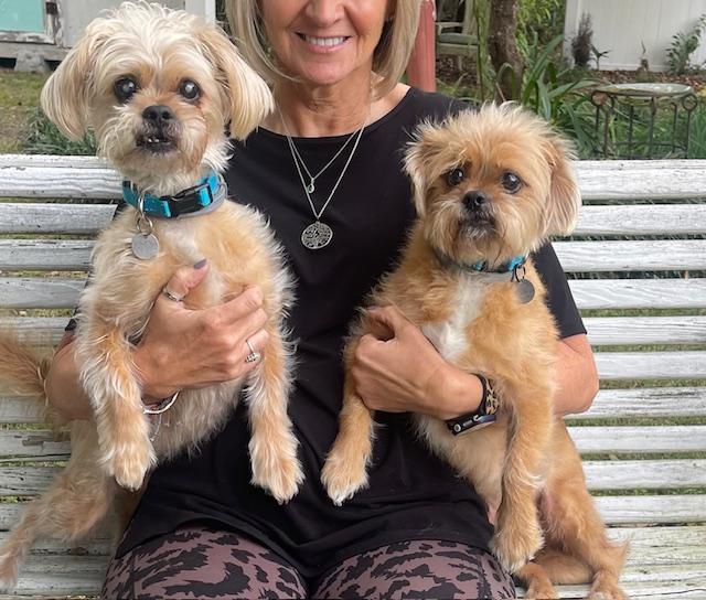 Newton and Niblick, Adoptable, Adult Male Brussels Griffon & Cairn Terrier.
