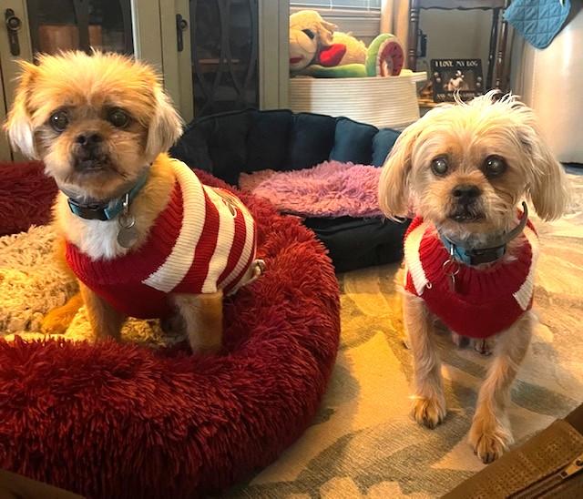 Newton and Niblick, a Adoptable mixed breed in Irmo, SC image 2/2