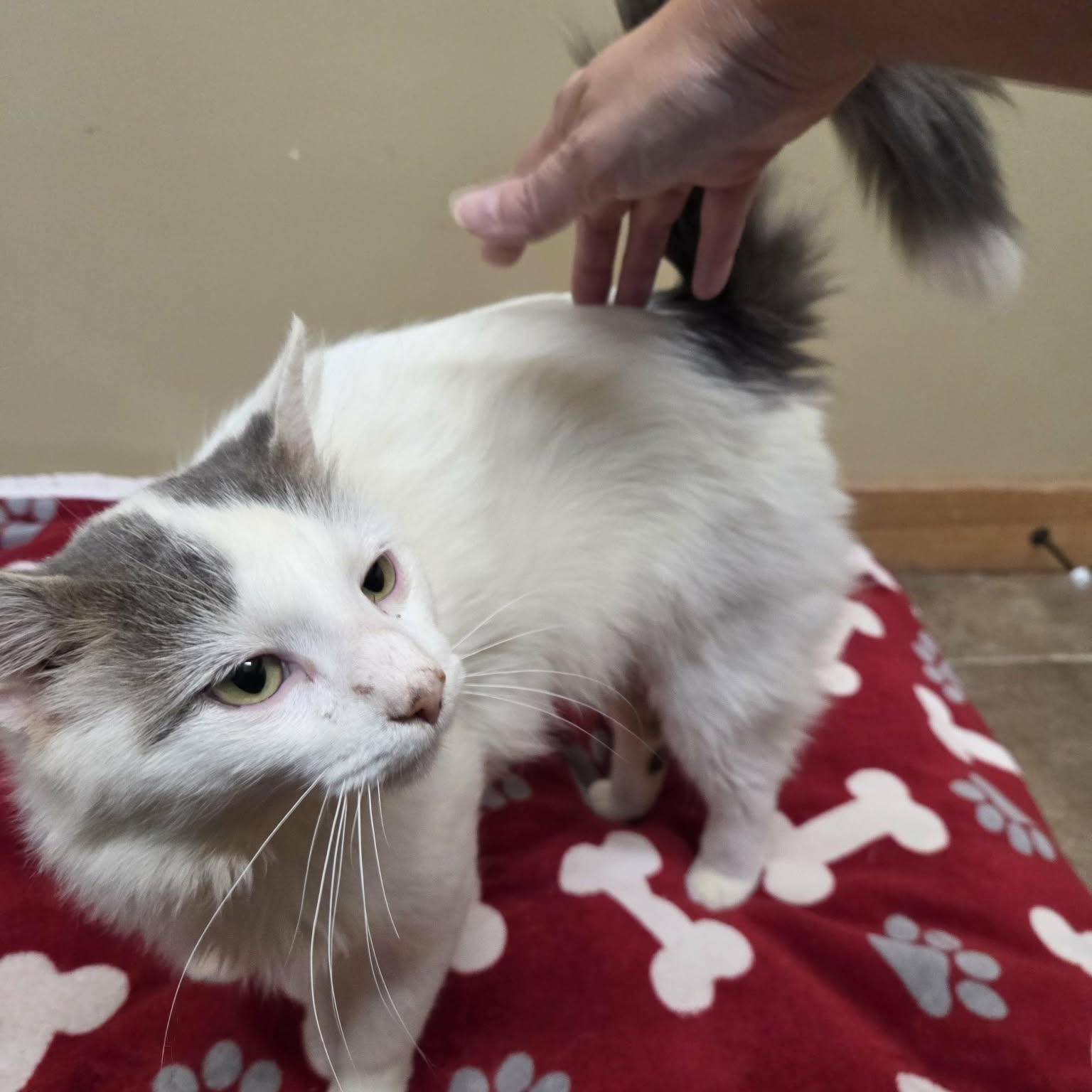 Enlarge Rip, a Adoptable Domestic Medium Hair in Lancaster, KY image 5/6