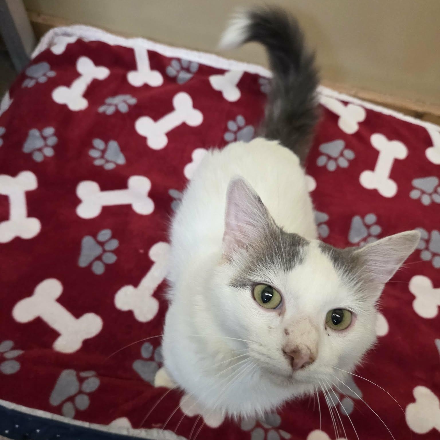 Enlarge Rip, a Adoptable Domestic Medium Hair in Lancaster, KY image 4/6