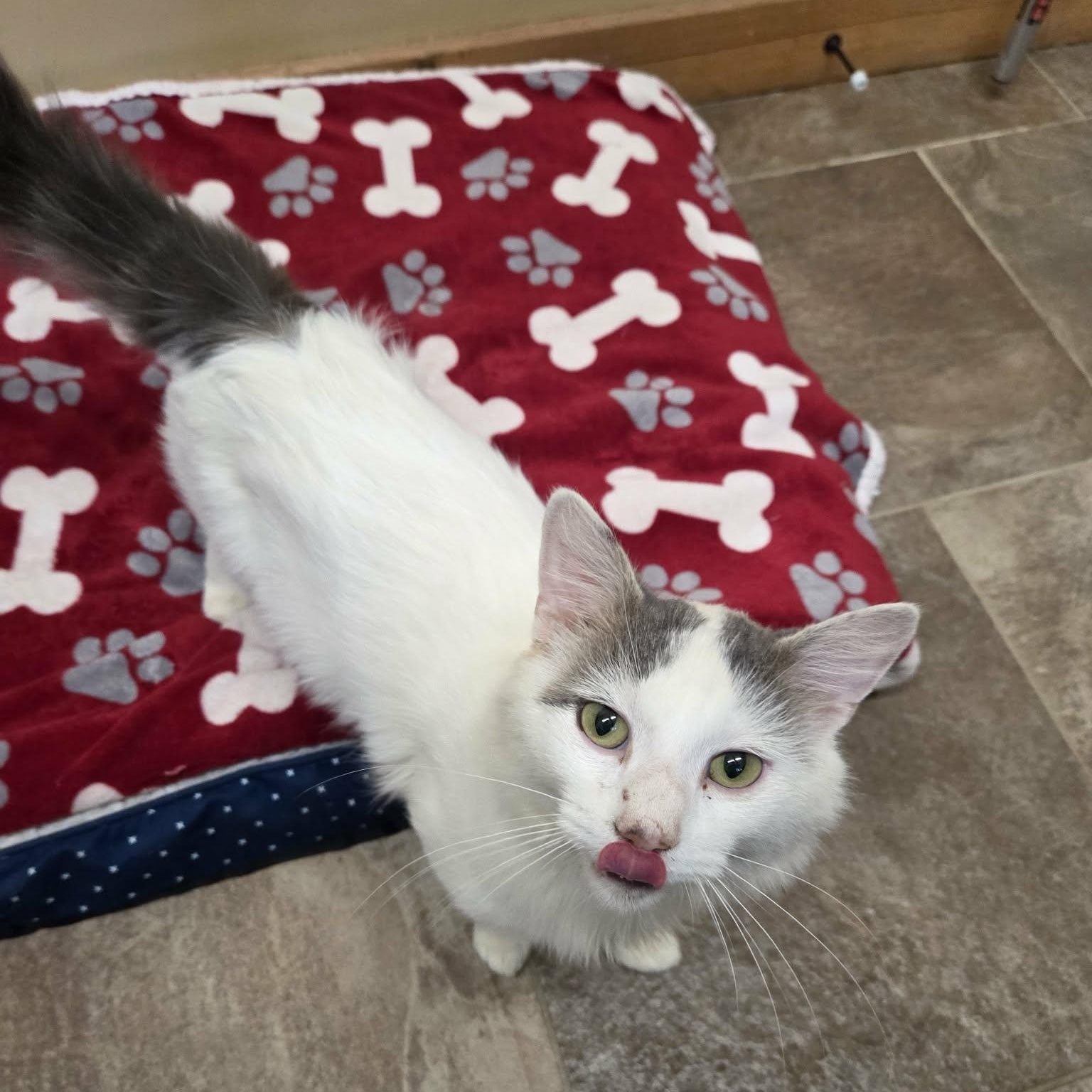 Enlarge Rip, a Adoptable Domestic Medium Hair in Lancaster, KY image 3/6