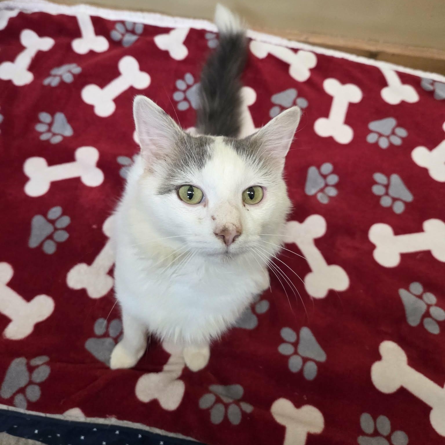 Enlarge Rip, a Adoptable Domestic Medium Hair in Lancaster, KY image 2/6