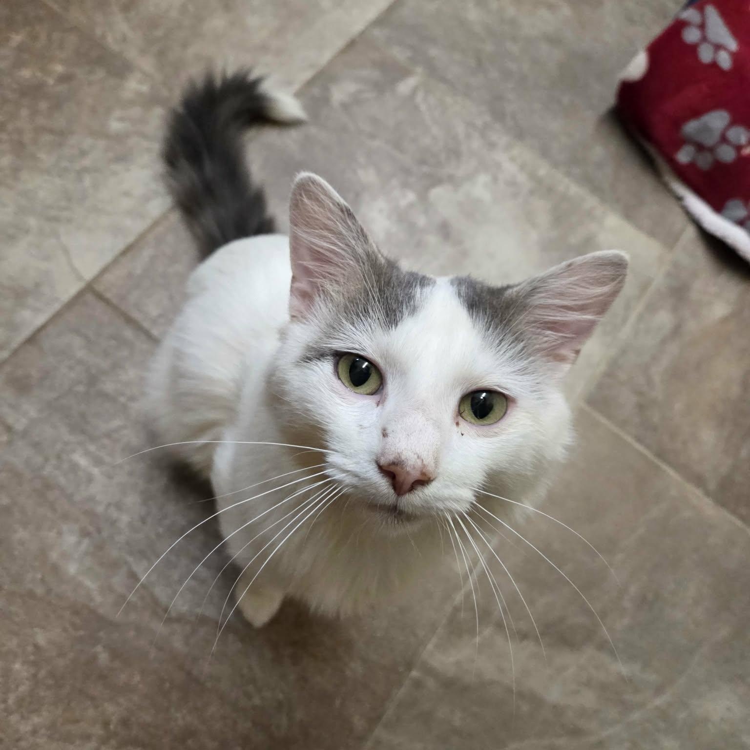 Rip, Adoptable, Adult Male Domestic Medium Hair.