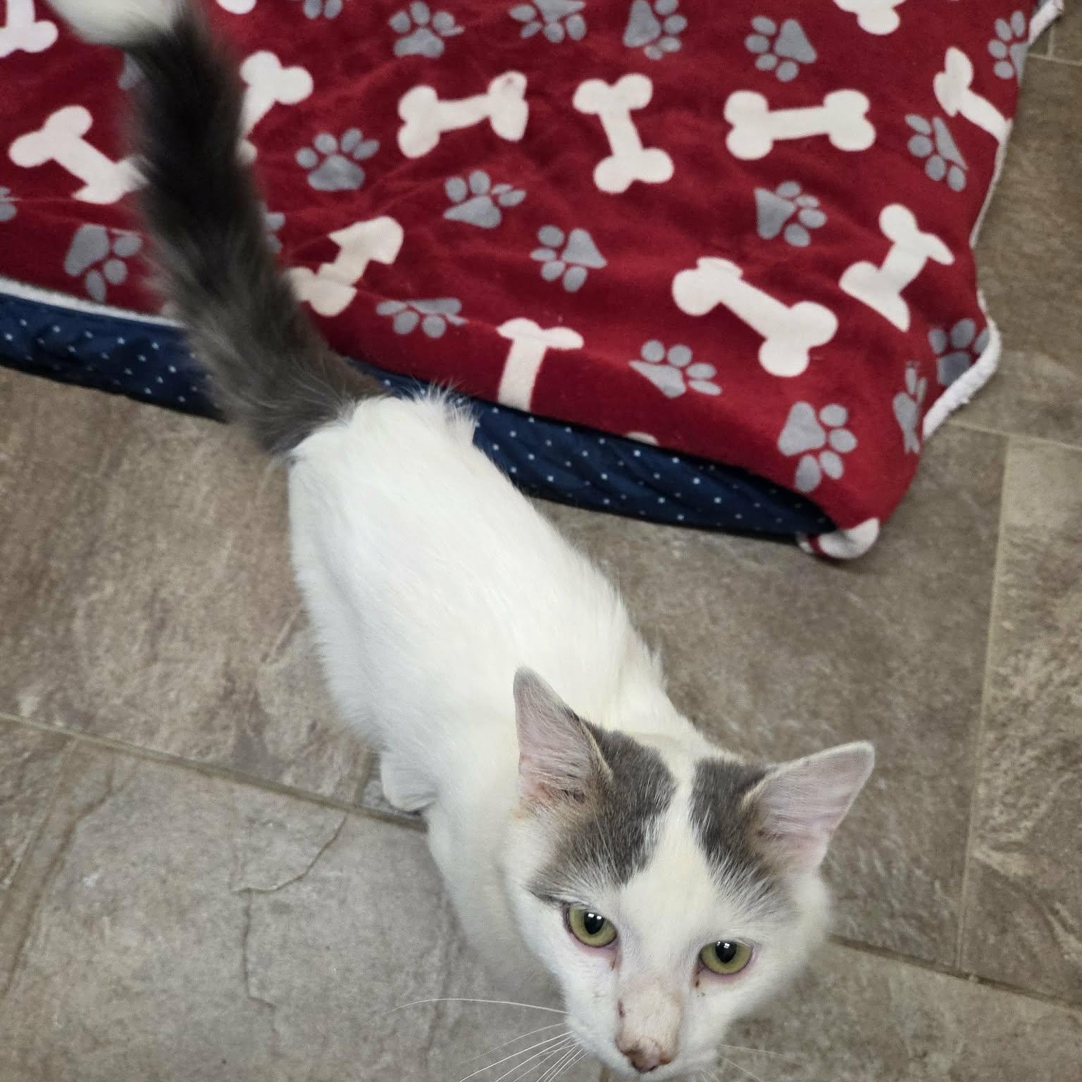 Enlarge Rip, a Adoptable Domestic Medium Hair in Lancaster, KY image 6/6