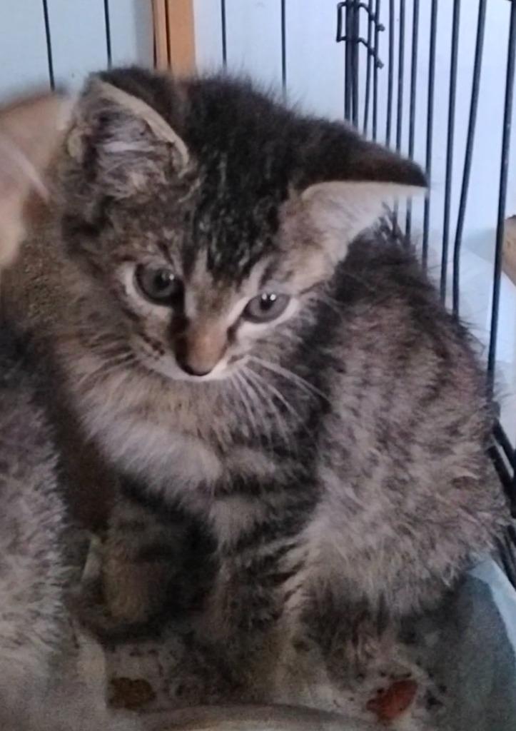 Enlarge Bongo, a Adoptable mixed breed in Olney, IL image 1/1