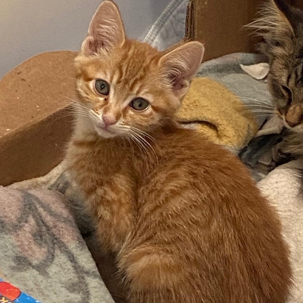 Olivia- sibling to Midori, Adoptable, Kitten Female Tabby.