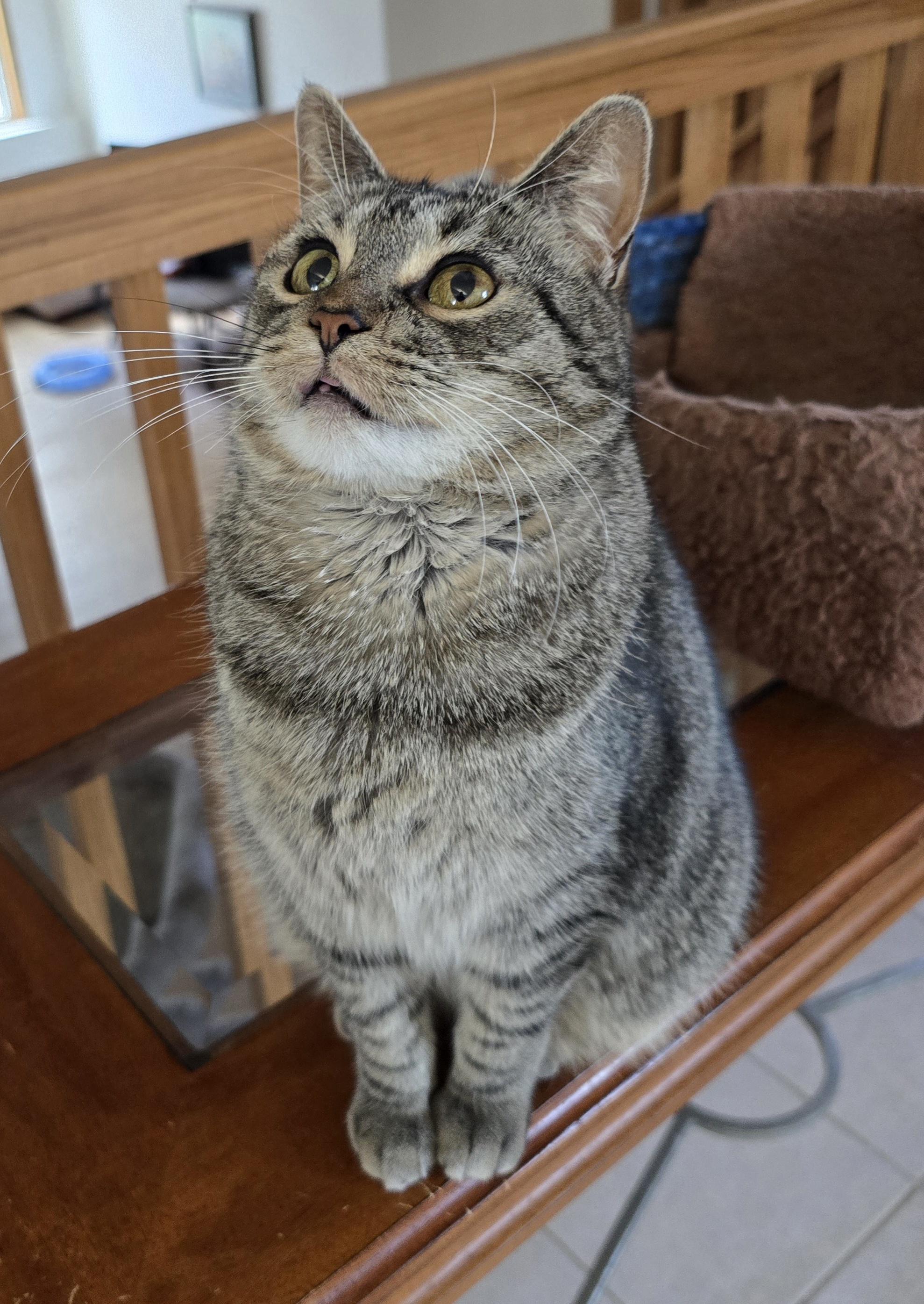 Enlarge Holly, a Adoptable Domestic Short Hair in Fargo, ND image 2/5