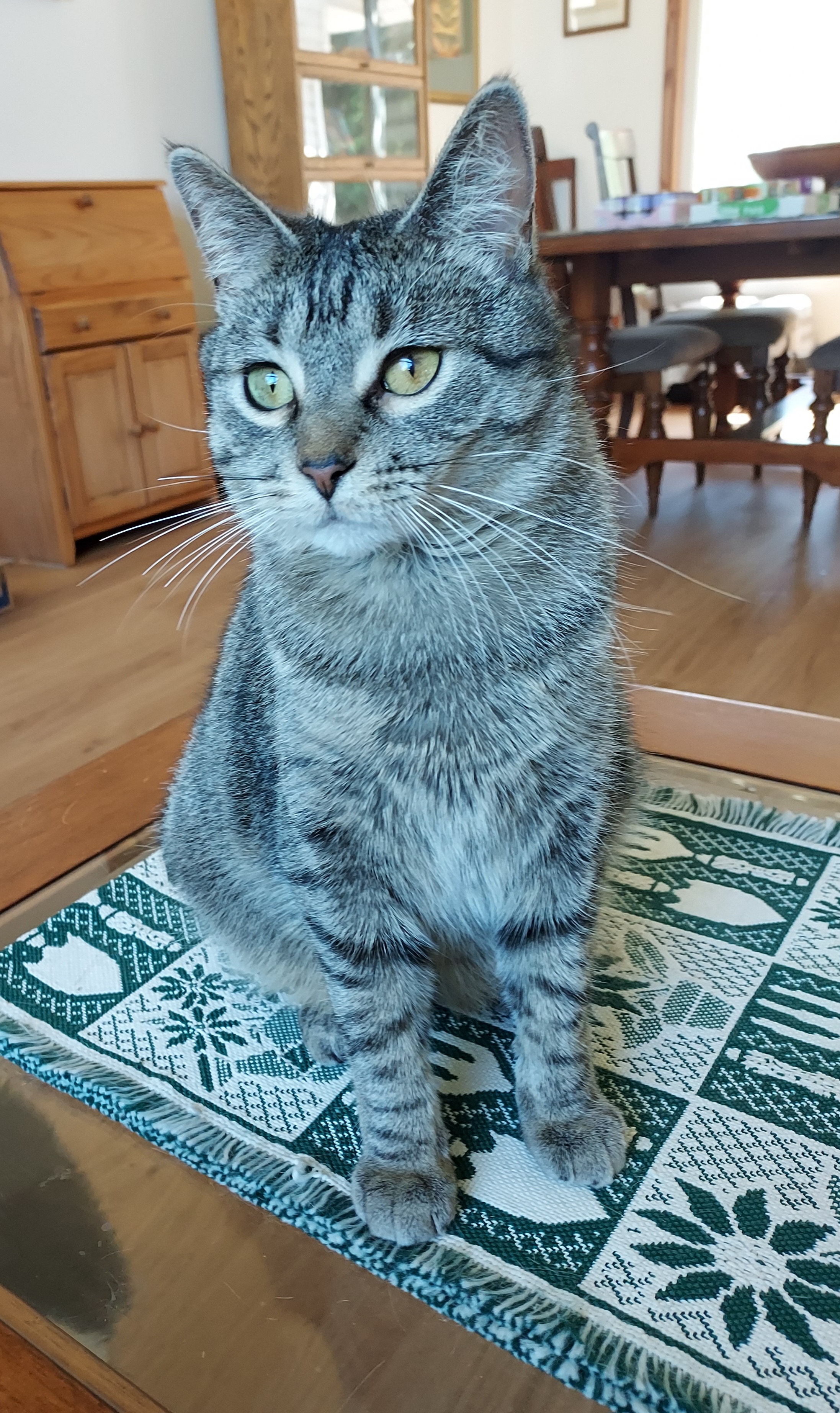 Enlarge Holly, a Adoptable Domestic Short Hair in Fargo, ND image 3/4