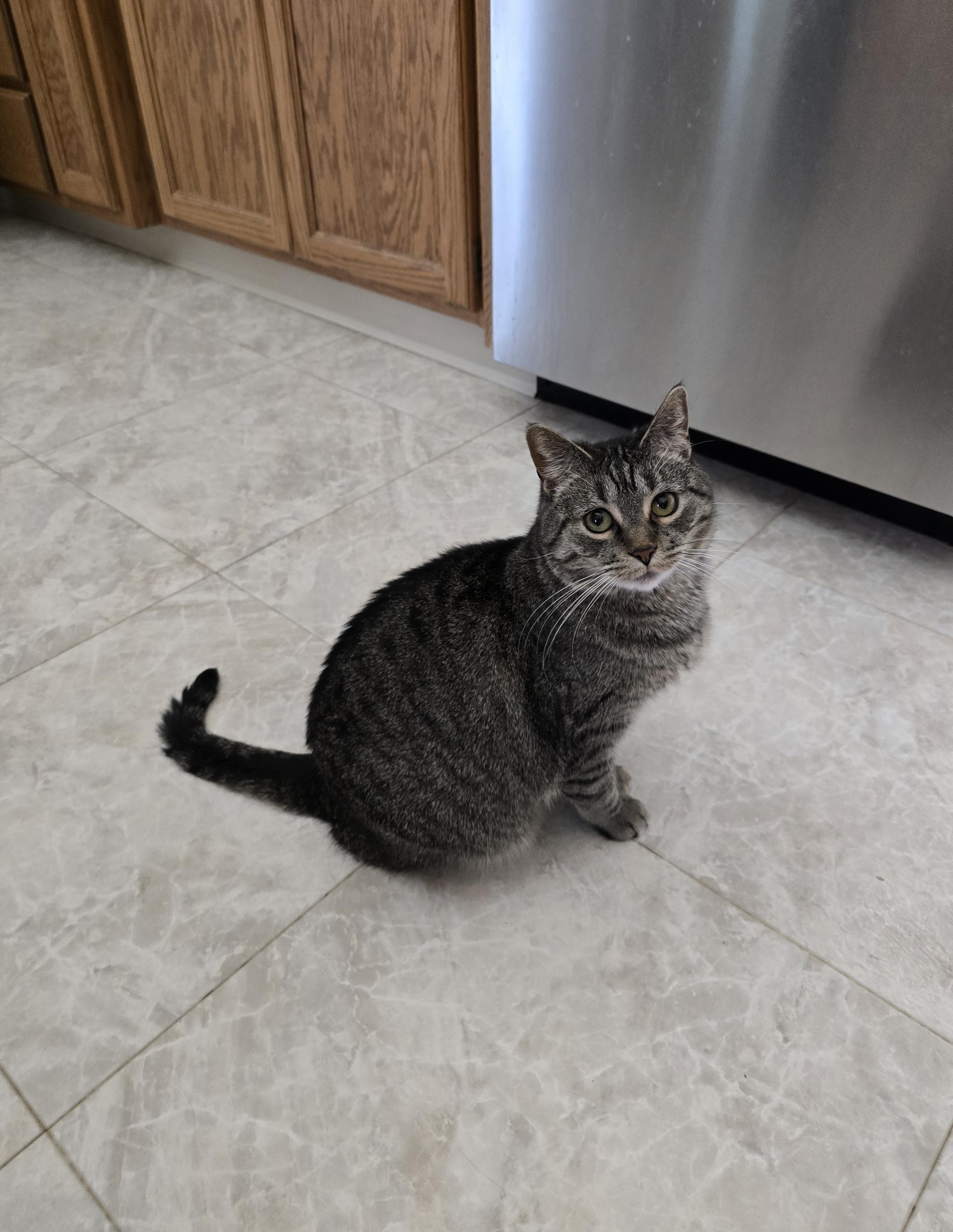 Enlarge Holly, a Adoptable Domestic Short Hair in Fargo, ND image 5/5