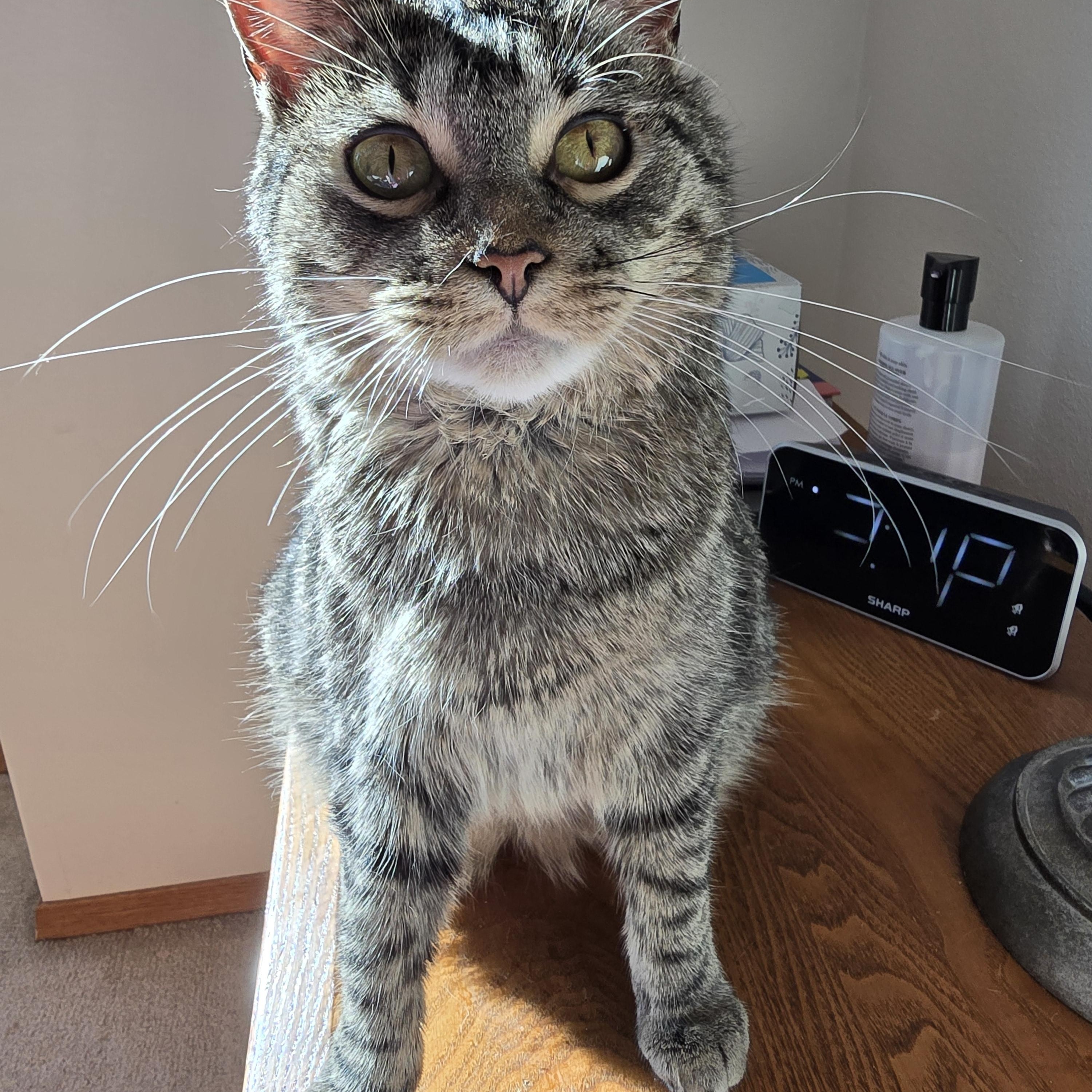 Enlarge Holly, a Adoptable Domestic Short Hair in Fargo, ND image 1/4