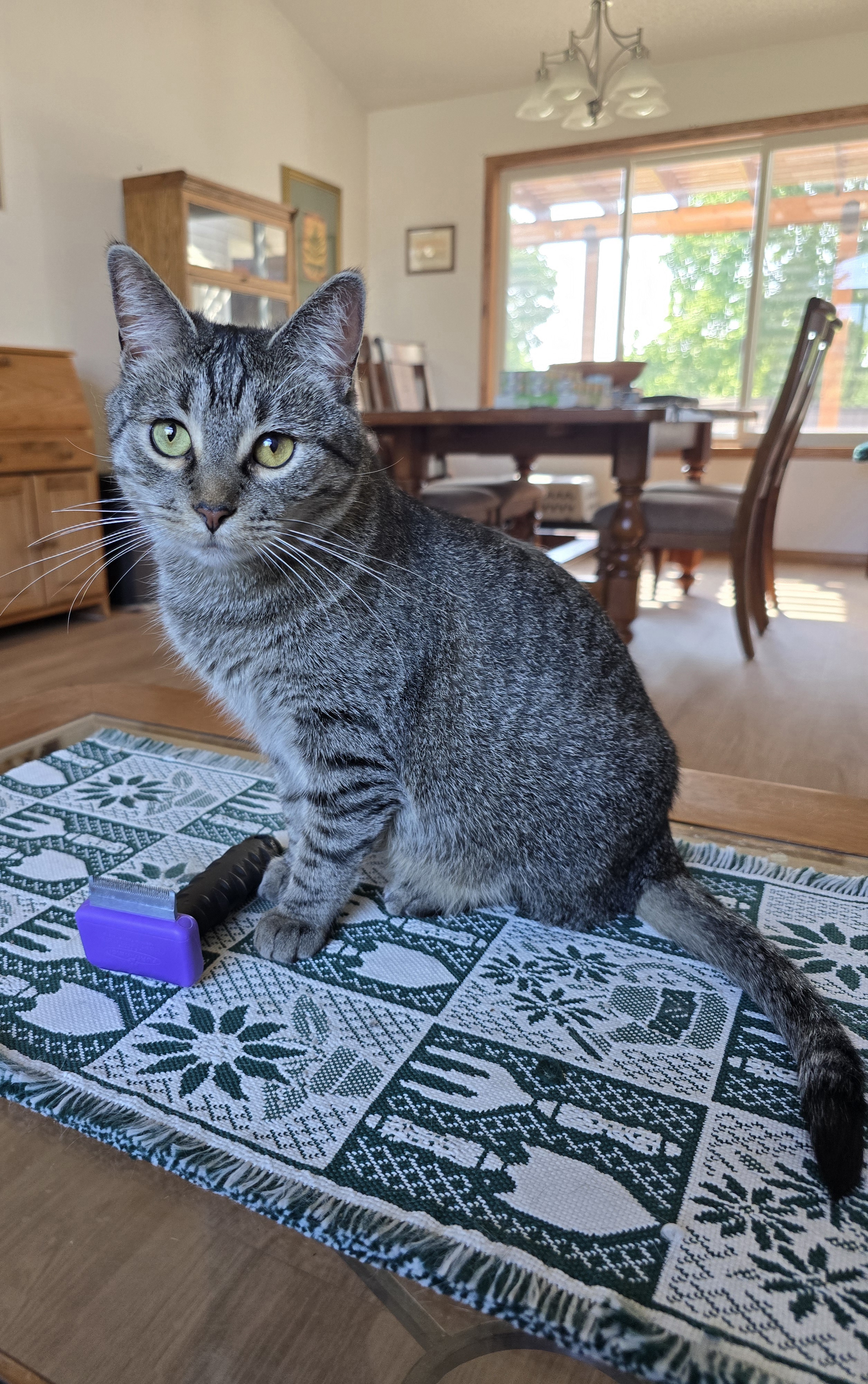 Enlarge Holly, a Adoptable Domestic Short Hair in Fargo, ND image 2/4